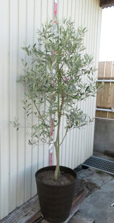 楽天市場】【現品発送】オリーブの木 オヒブランカ（ホジブランコ）大  