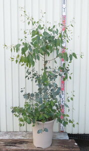 植木 盆栽 ユーカリの人気商品 通販 価格比較 価格 Com 植木 盆栽 ユーカリの人気商品 通販 価格比較 価格 Com