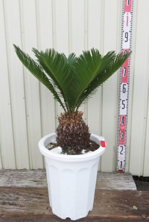 楽天市場】ソテツ(蘇鉄) 苗木 10号鉢植え Mサイズ シンボルツリーにオススメ : 千草園芸 楽天市場】ソテツ(蘇鉄) 苗木 10号鉢植え Mサイズ シンボルツリーにオススメ : 千草園芸