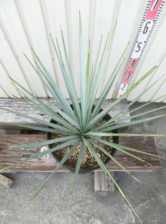 楽天市場】【現品発送】ユッカ トンプソニアナ 10号鉢植え 006Y : 千草園芸