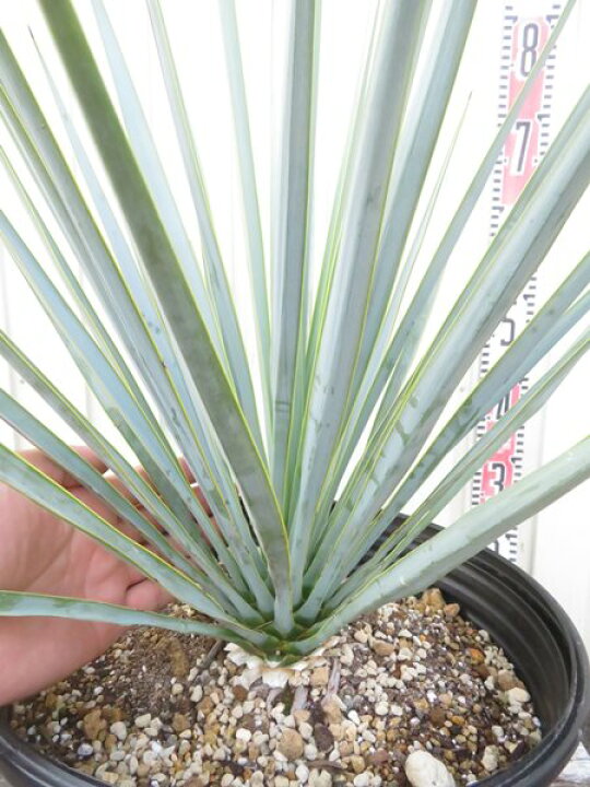 楽天市場】【現品発送】ユッカ トンプソニアナ 10号鉢植え 006Y : 千草園芸