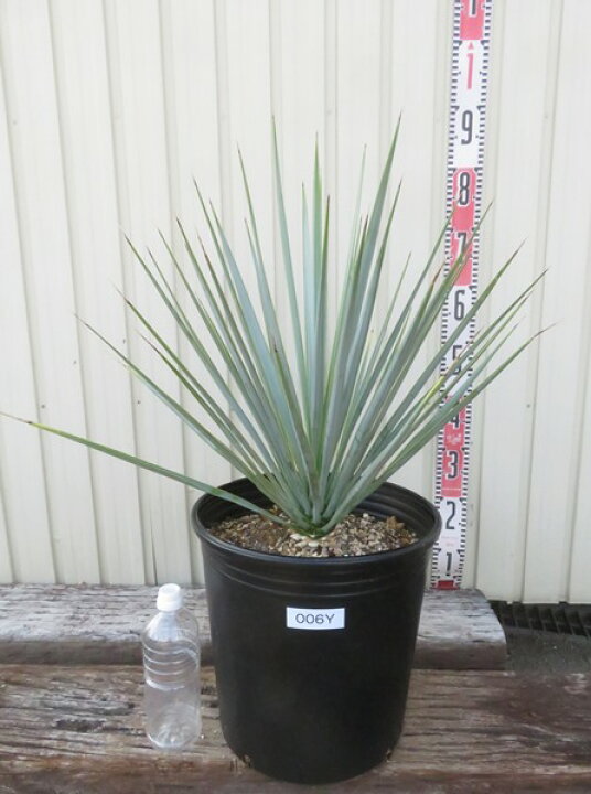 楽天市場】【現品発送】ユッカ トンプソニアナ 10号鉢植え 006Y : 千草園芸