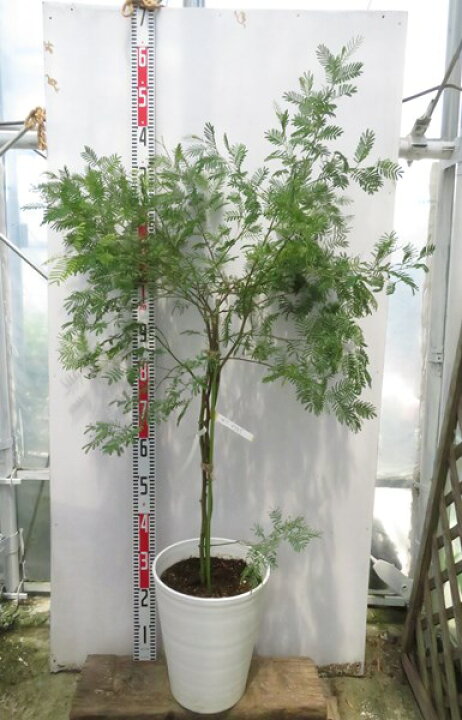 楽天市場 現品発送 アカシア デアネイ 苗木 10号セラアート鉢植え 千草園芸