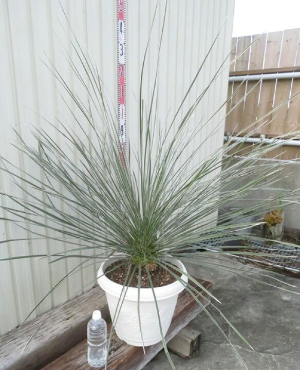楽天市場】【現品発送】ユッカ エラータ 大株 12号鉢植え : 千草園芸