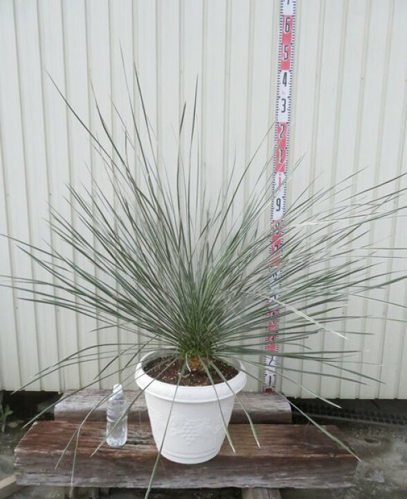 楽天市場】【現品発送】ユッカ エラータ 大株 12号鉢植え : 千草園芸