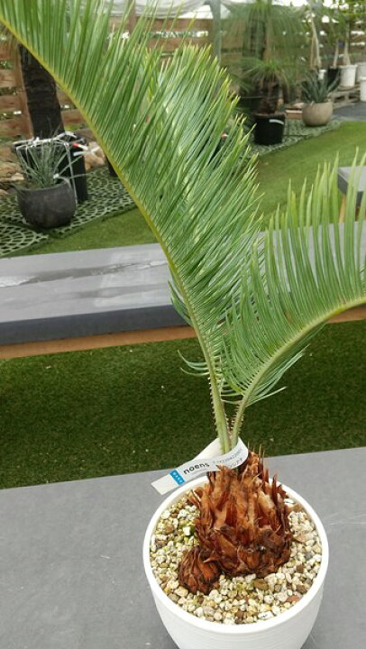 楽天市場】ソテツ サイカス カイルンシアナ ブルー 5号鉢植え【産直 