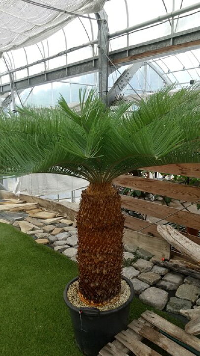 楽天市場】【現品発送】サイカス カイルンシアナ ブルー 大株 幹高65cm  