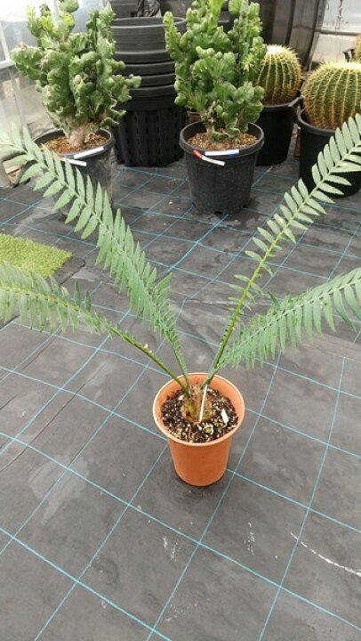 楽天市場】【現品発送】ソテツ ディオーンスピロヌサム 7号鉢植え  