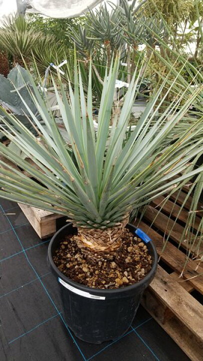 楽天市場】【現品発送】ユッカ リギダ 12号鉢植え H60cm【産直  