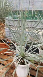 yiz_VI@OERtB@10A@H100cmyYz