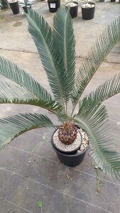 �y���i�����z�T�C�J�X�@�J�C�����V�A�i�ƃA���O���[�^�̃n�C�u���b�g�@���̖�18cm�y�Y���z