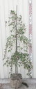 枝垂れエゴノキ（シダレエゴノキ）ピンク花　苗木　樹高1.2m