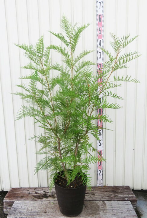 楽天市場】【現品】グレビレア ロブスタ 苗木 9号フレグラー鉢植え 