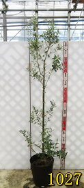 【選べる現品発送】オリーブの木 セントキャサリン　苗木　10号フレグラー鉢植え【L】【自家結実性あり】