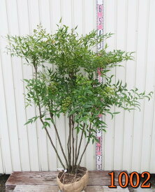 【選べる現品】白南天（シロナンテン）苗木　大株　樹高1m～【A】