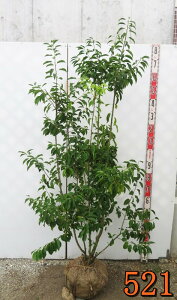 【選べる現品】ソヨゴ 株立ち 雌株(メス株) 樹高1.5m〜【U】《シンボルツリーに最適な苗木 植木 庭木》