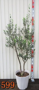 yIׂ錻izI[u̖؁@c؁@sb`[l@sX|bg35^AyNz