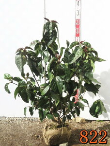 yIׂ錻iznNT{N@@c؁@劔@70cm`