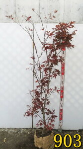 yIׂ錻izm~W(쑺gt)@c؁@1.4m`yc0z̃ANZgɍœKȕc؁@t@A؁@