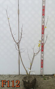 yIׂ錻iz}QcEoCiX~j c؁@1.1m`