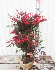 矮性南天(ワイセイナンテン）　ガルフストリーム　樹高60cm