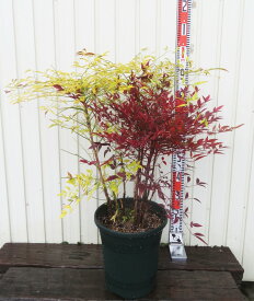 紅白南天（コウハクナンテン)　10号鉢植え　苗木【赤南天/白南天】