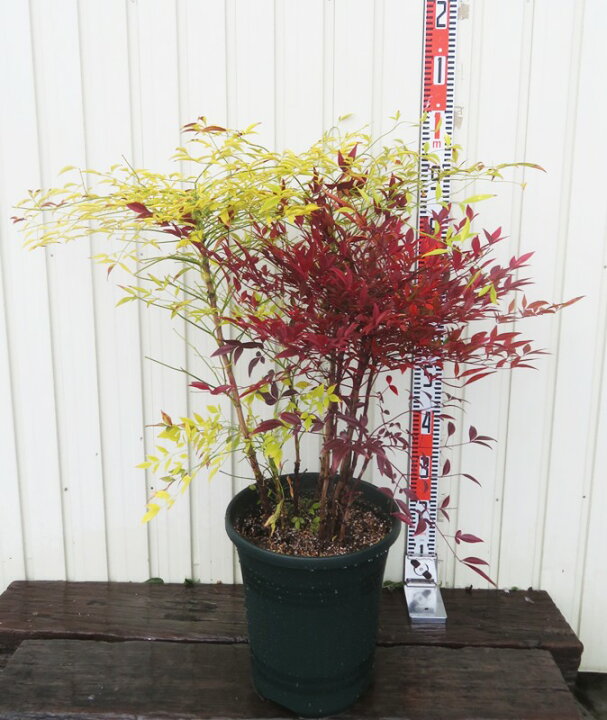楽天市場】紅白南天（コウハクナンテン) 10号鉢植え 苗木【赤南天/白 