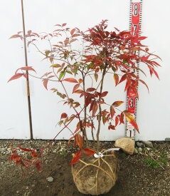 笹葉南天（ササバナンテン）苗木 　樹高約40cm