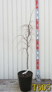 yIׂ錻iz}GSmLiV_GSmLjsNԁ@c؁@8tO[A