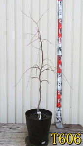 �y�I�ׂ錻�i�z�}����G�S�m�L�i�V�_���G�S�m�L�j�s���N�ԁ@�c�؁@8���t���O���[���A��