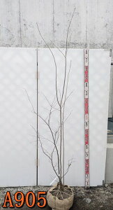yIׂ錻izAu`@c؁@1.5m`@(X)yt㔭z
