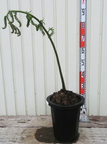 楽天市場】シダ植物 リュウビンタイの通販