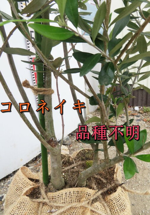楽天市場】【現品】オリーブの木 コロネイキ×品種不明 2本立ち 苗木 