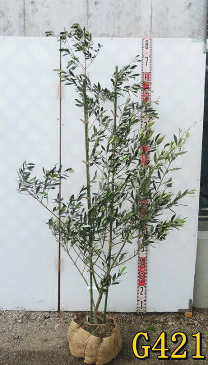 楽天市場】【選べる現品】オリーブの木 コロネイキ 苗木 樹高1.1m 