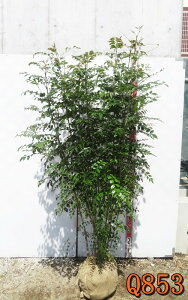 yizV}glR@ @c؁@1.6m@Q853@؁@V{c[