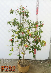 yIׂ錻izցicoLjʔVYi^}mEjc؁@1m`