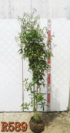 【選べる現品発送】キンモクセイ（金木犀） 苗木　樹高1.6m