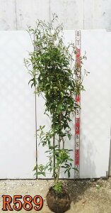 yIׂ錻izLNZCi؍ҁj c؁@1.6m