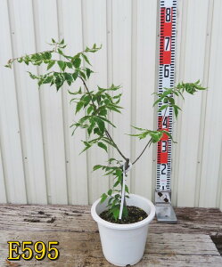 yIׂ錻izPL@oGK[^@6@c(k05)