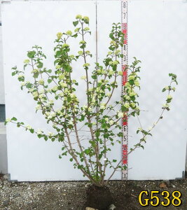 yA/Iׂ錻izIIf}(ro[i)@WF~j@ ԁ@1.3m@c