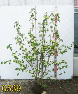 【訳アリ/選べる現品】オオデマリ(ビバーナム) ジェミニ  白花 樹高1.3m 苗木