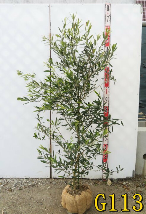 楽天市場】【選べる現品】オリーブの木 苗木 ネバディロブランコ 樹高 
