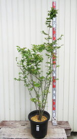 【現品】ナツハゼ 　株立苗木　10号鉢植え　A-4