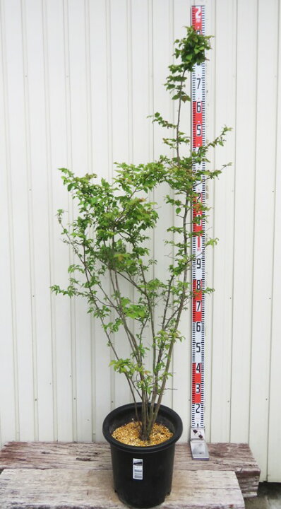 楽天市場】【現品】ナツハゼ 株立苗木 10号鉢植え A-4 : 千草園芸