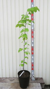 【現品発送】アメリカハナズオウ ハートオブゴールド 苗木 9号フレグラー鉢植え A103