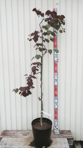 yizAJniYIE@r[tH[Y@c؁@10tO[A@A102