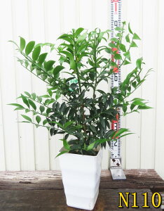 yIׂ錻iziMmLi̖؁jc؁@@7XNGAA