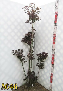 yiz X[Nc[@c؁@Cp[v@劔yt㔭z