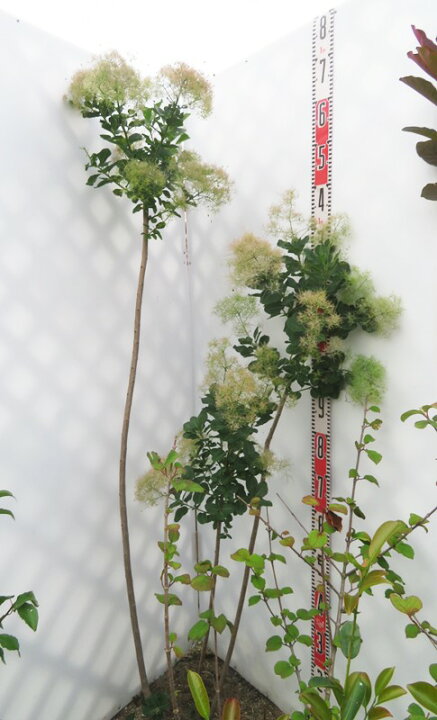 楽天市場】【現品】スモークツリー スノーパフ 苗木 樹高約1.4m 