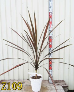 yIׂ錻izhZi@RWl R[q[NVbN@c؁@6ZA[gA